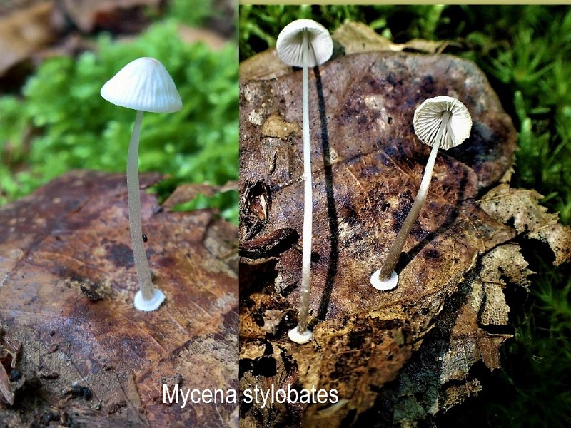 Mycena stylobates-amf1316.jpg - Mycena stylobates ; Syn: Mycena dilatata ; Nom français: Mycène à socle